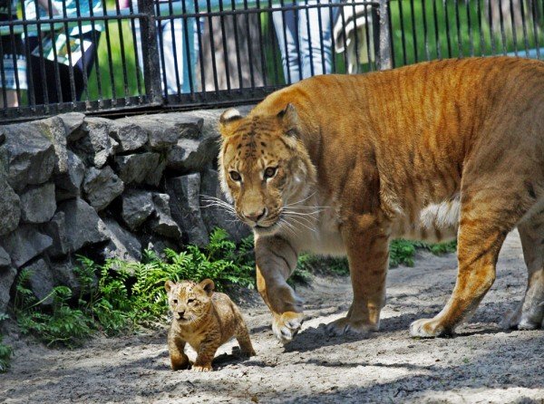 Лигрица Зита родила двух котят в новосибирском зоопарке